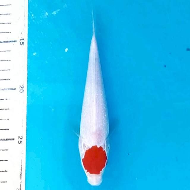 Tancho kohaku, 17 cm