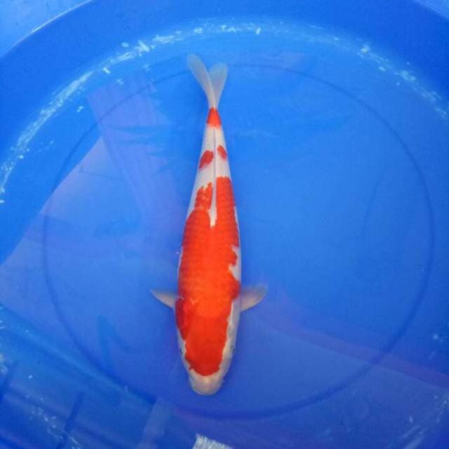 Kohaku female