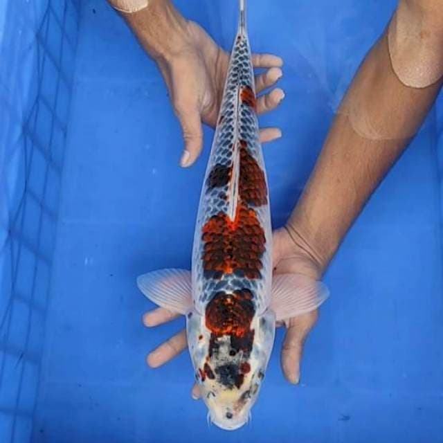 Gosiki 46cm
