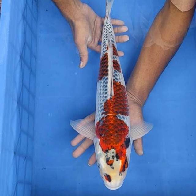 Gosiki 45cm