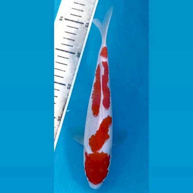 Kohaku, 24 cm
