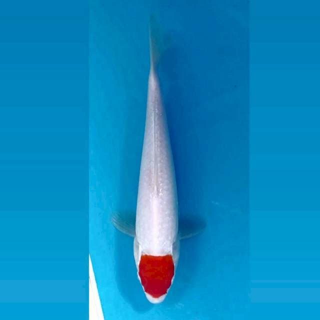 Tancho kohaku, 23 cm