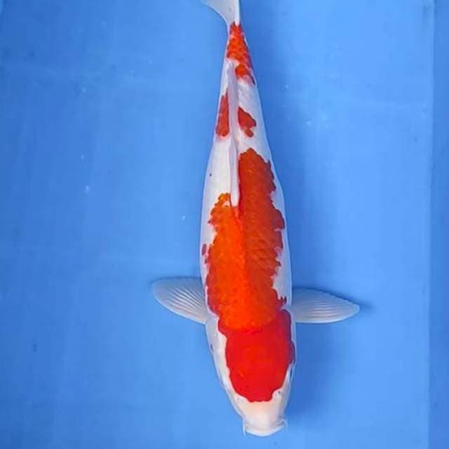 Kohaku 41cm