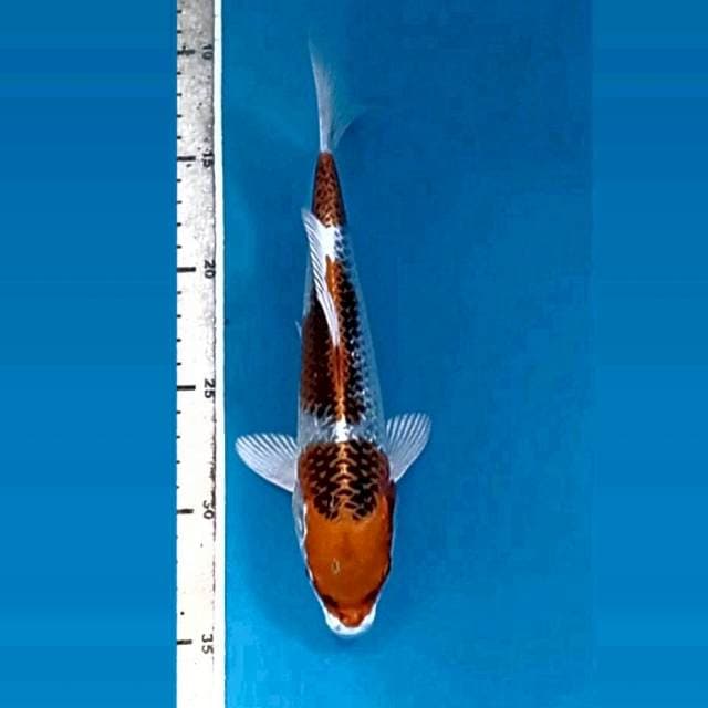 Kujaku, 23 cm
