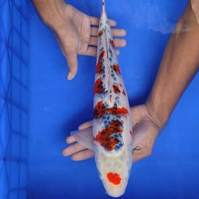 Gosiki 41cm