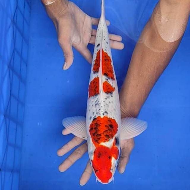 Gosiki 42cm