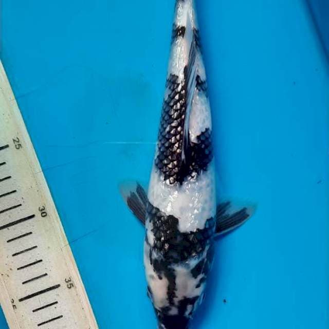 Shiro gindrin 28cm