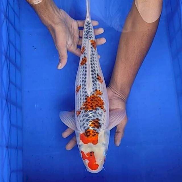 Gosiki 44cm