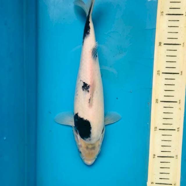 Shiro 30cm