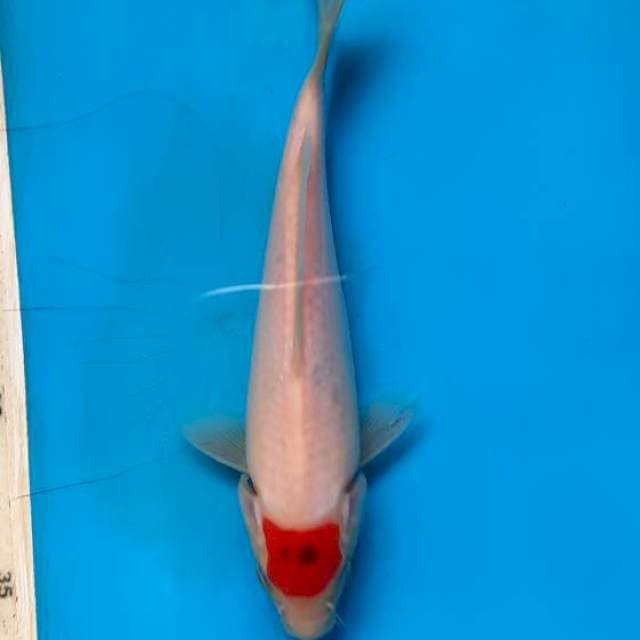 Tancho showa 18cm
