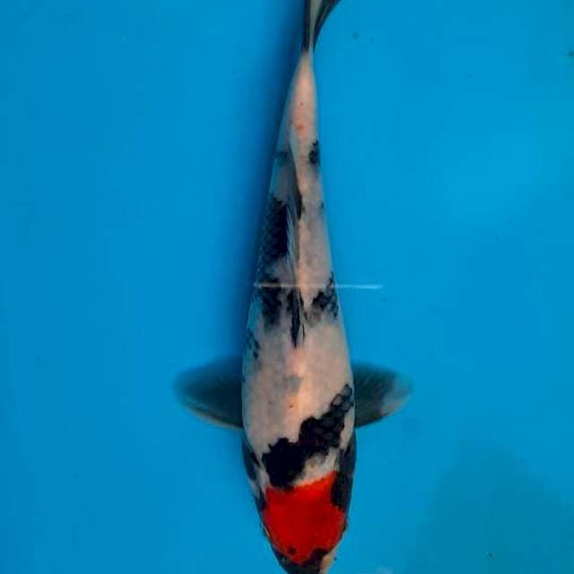 Tancho showa 16cm