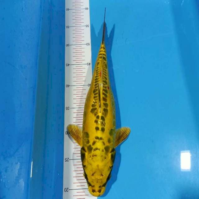Kin kikoryu 37cm