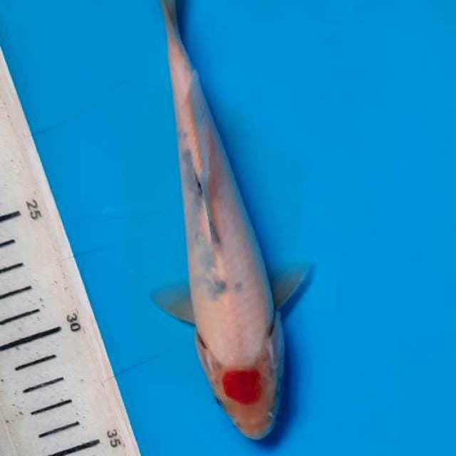 Tancho showa 20cm