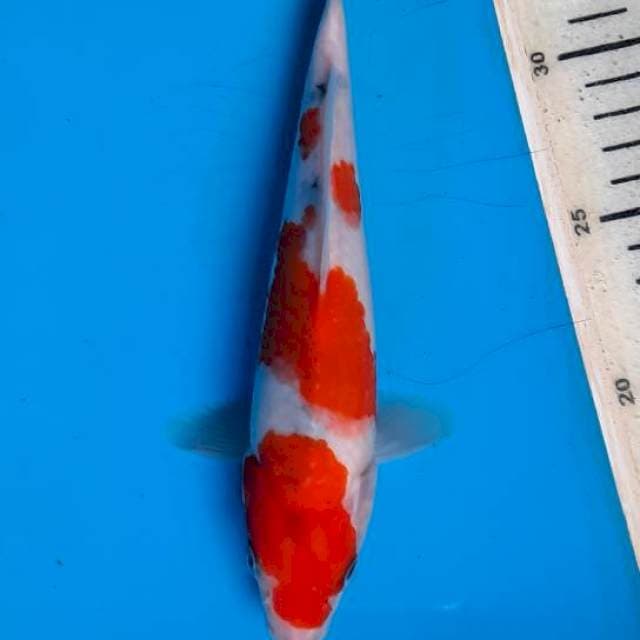 Tategoi showa 22cm