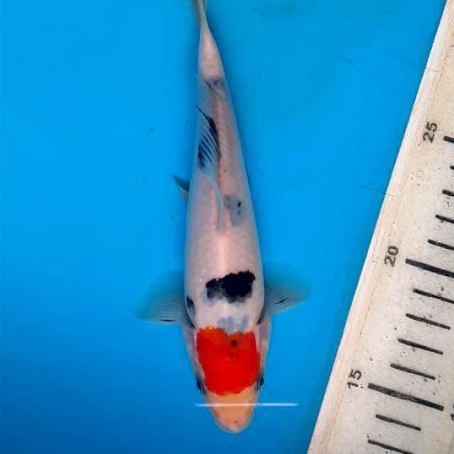 Tancho showa 18cm