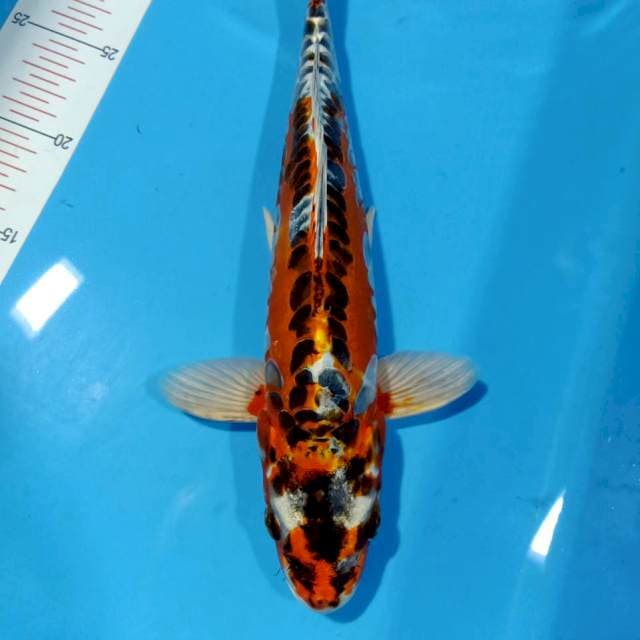 Kin kikoryu 31cm