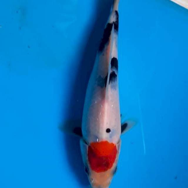 Tancho showa 16cm