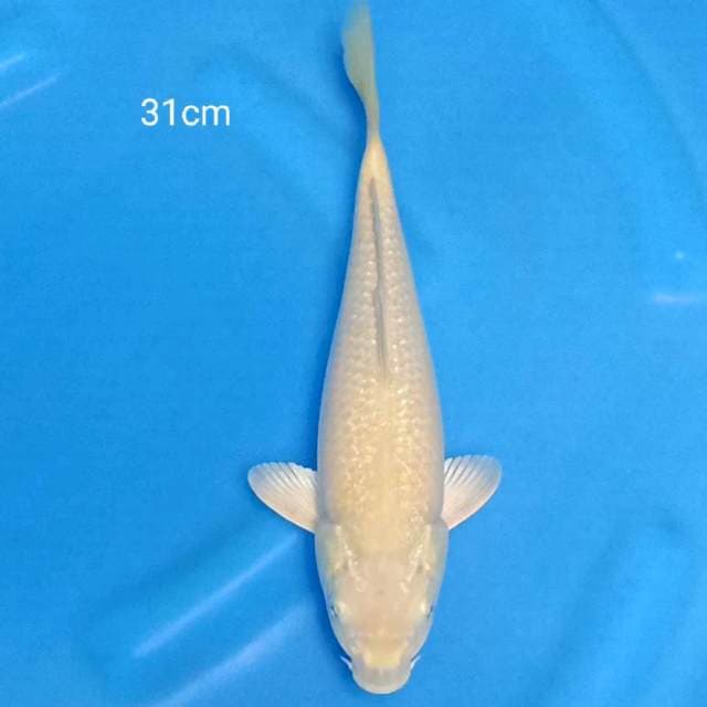 Midori punuk 31cm