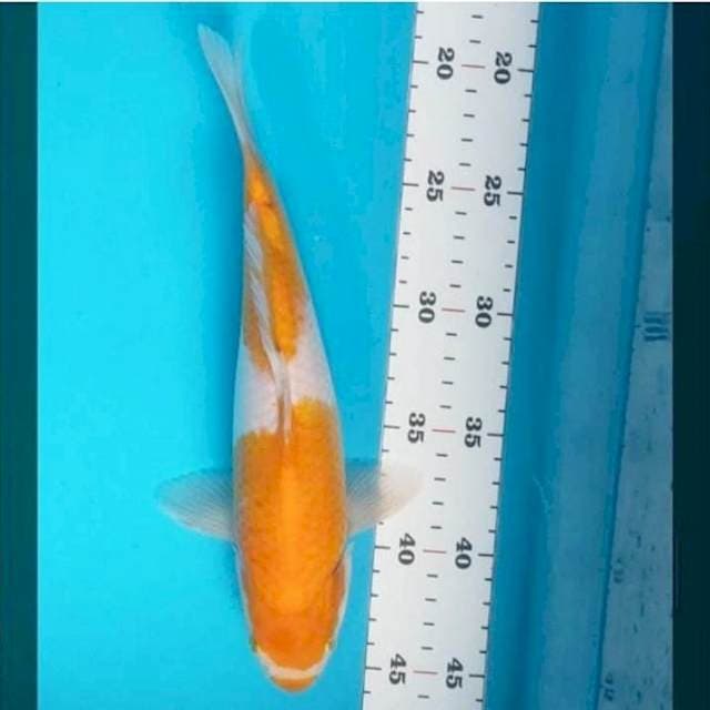 Kohaku kuning 27cm