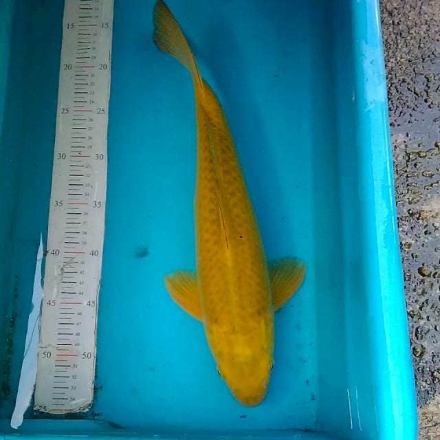 Midori 40cm male