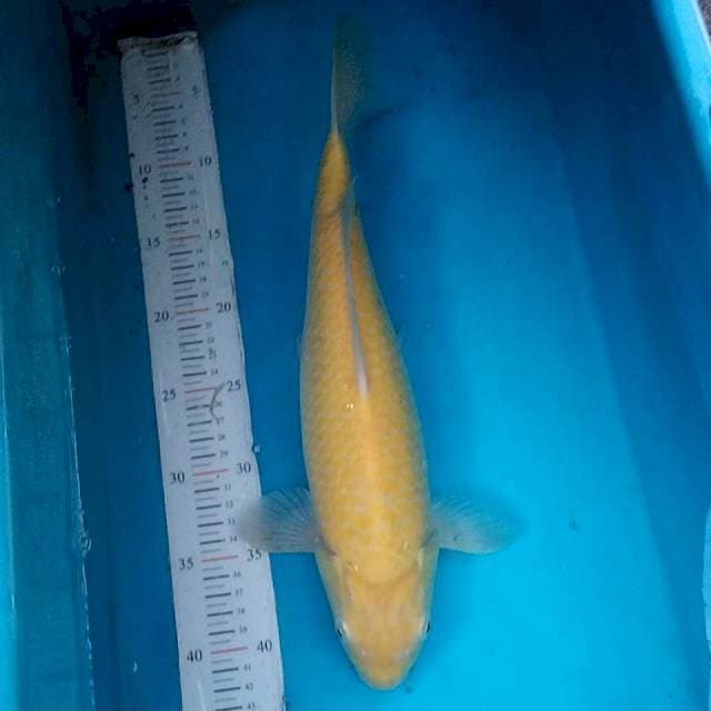 Karashi mata merah 37 cm male