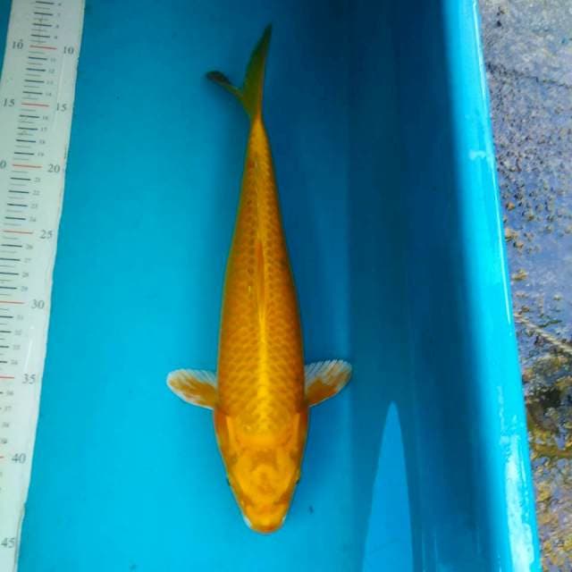 Yamabuki ogon 37cm male