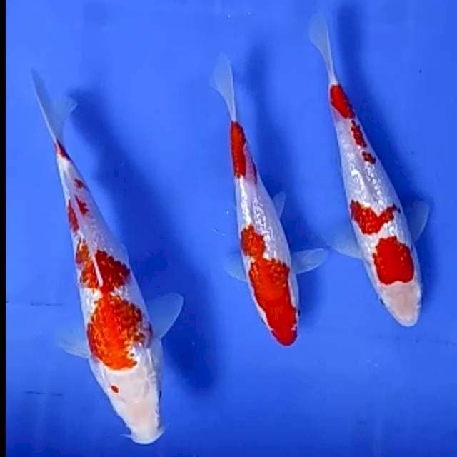 TRIO KOHAKU GINRIN # 15-19CM