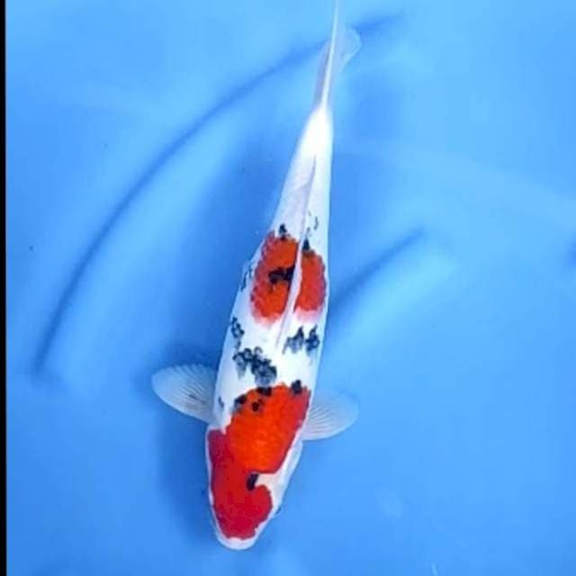 TAISHO SHANSOKU # 31CM MALE