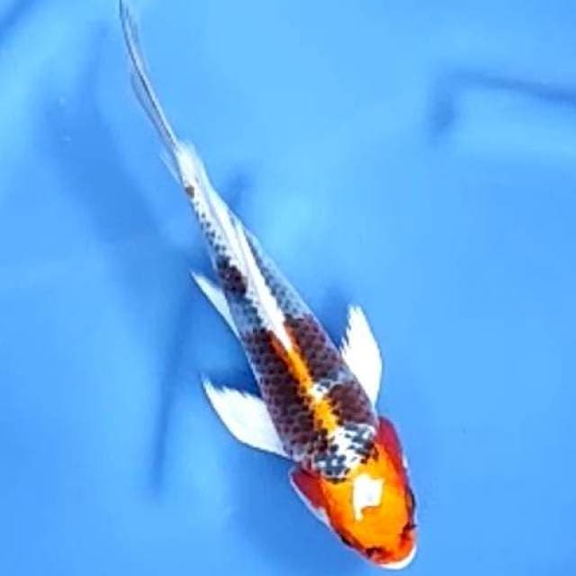 KUMPAY KUJAKU # 27CM