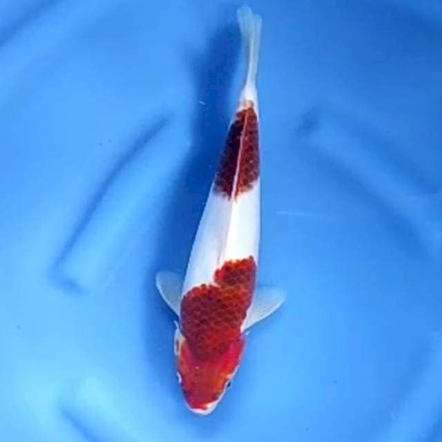 GOROMO # 31CM