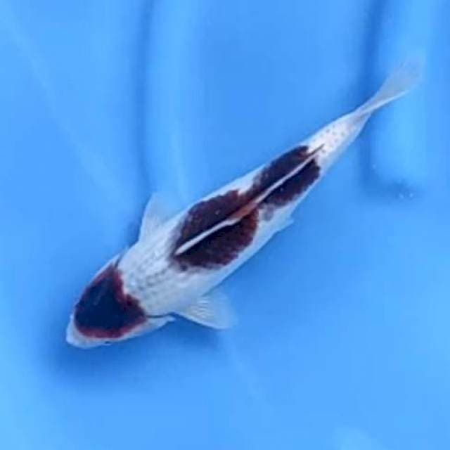 MARUTEN BUDO # 27CM MALE