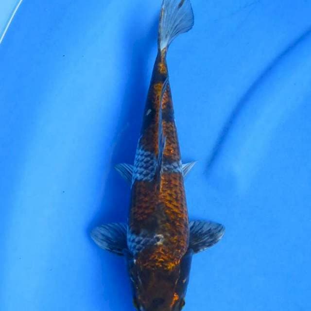 Kogane ochiba 31cm