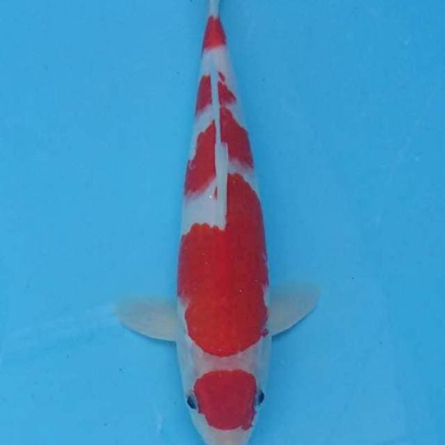 Kohaku Male 28cm