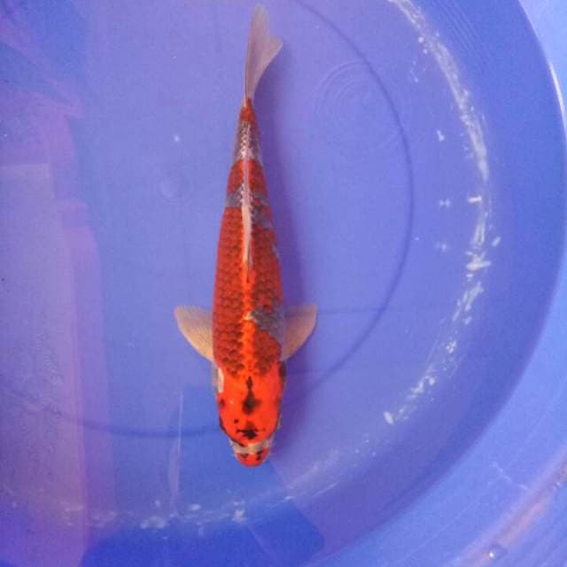 Goshiki male 35 cm