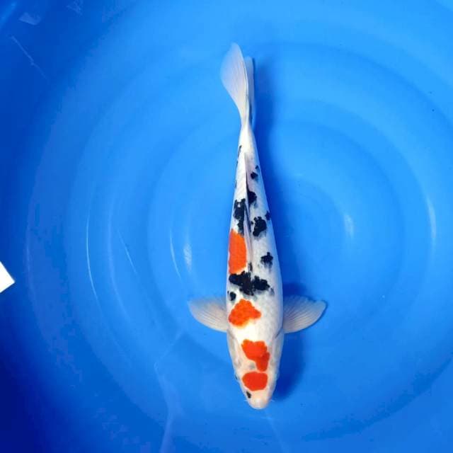 Kindai sanke SQ 40cm