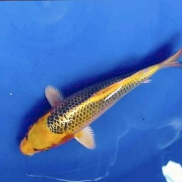 MATSUBA RING RAPI 24CM