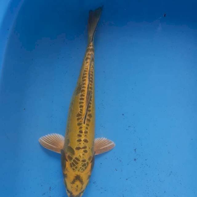 Aragoke kuning