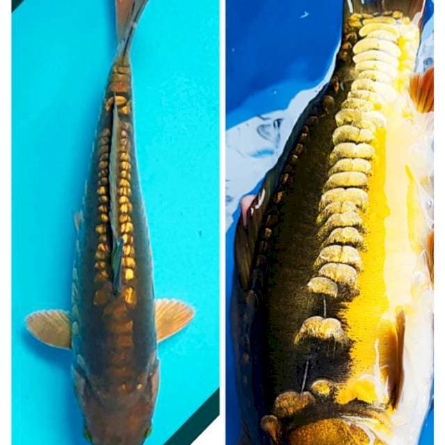 Naga air ginrin 29cm male