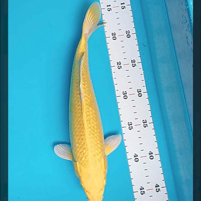 Ogon ginrin strong 30cm male