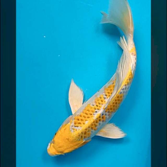 Kumpay ki rin kujaku 29cm