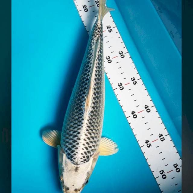 Gin matsuba strong 32cm male