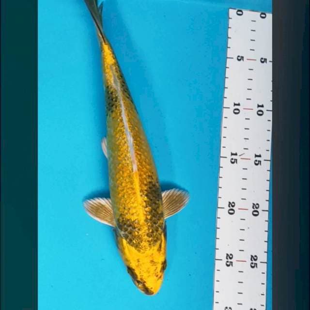 Kin showa ginrin 29cm male