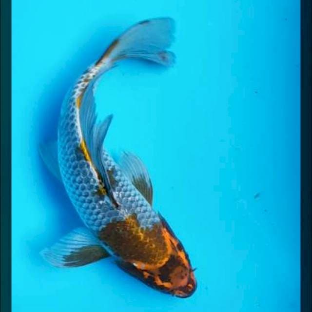 Kumpay ochiba 29cm male