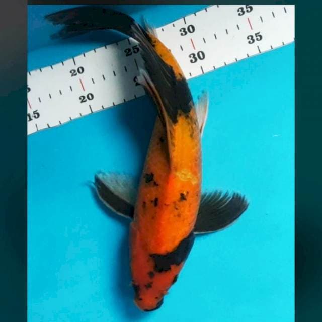 Hi utsuri kumpay 30cm male