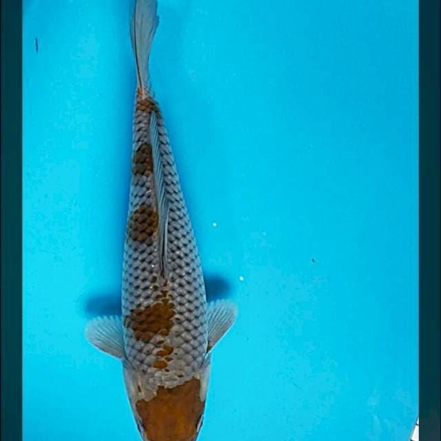 Maruten ochiba 26cm male