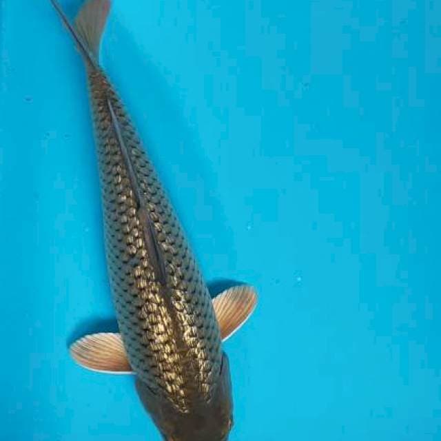 Soragoi ginrin bulky 29cm