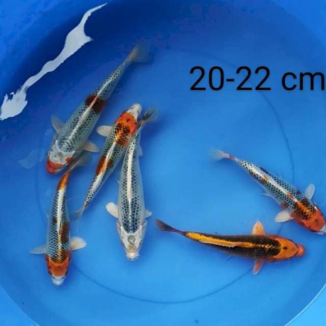 Kujaku 20-22 cm