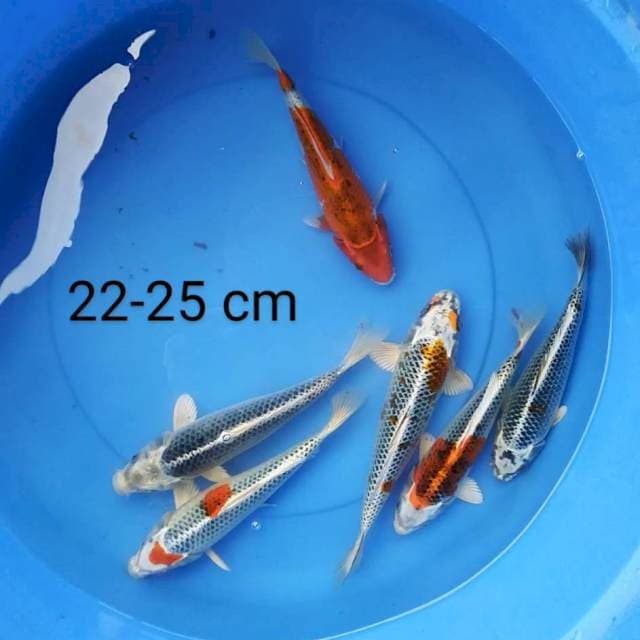 Kujaku 22-25 cm