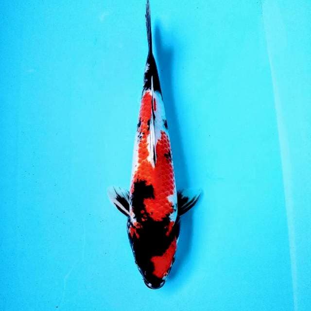 Showa SQ 27cm up
