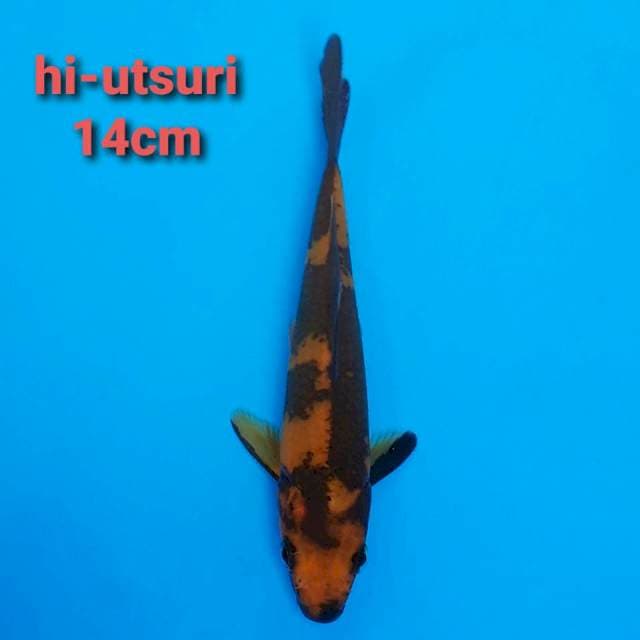 F1 Hi Utsuri 14cm